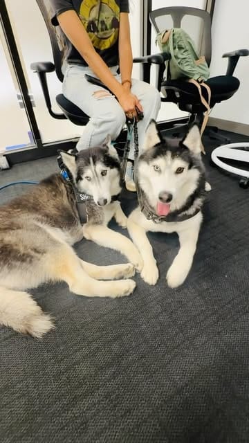 Dogs Are Learning AI